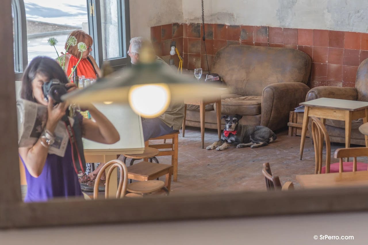 A café interior with a woman taking a photo in a mirror, a dog with a red bow tie lying on the floor, and two people talking at a table by the window.