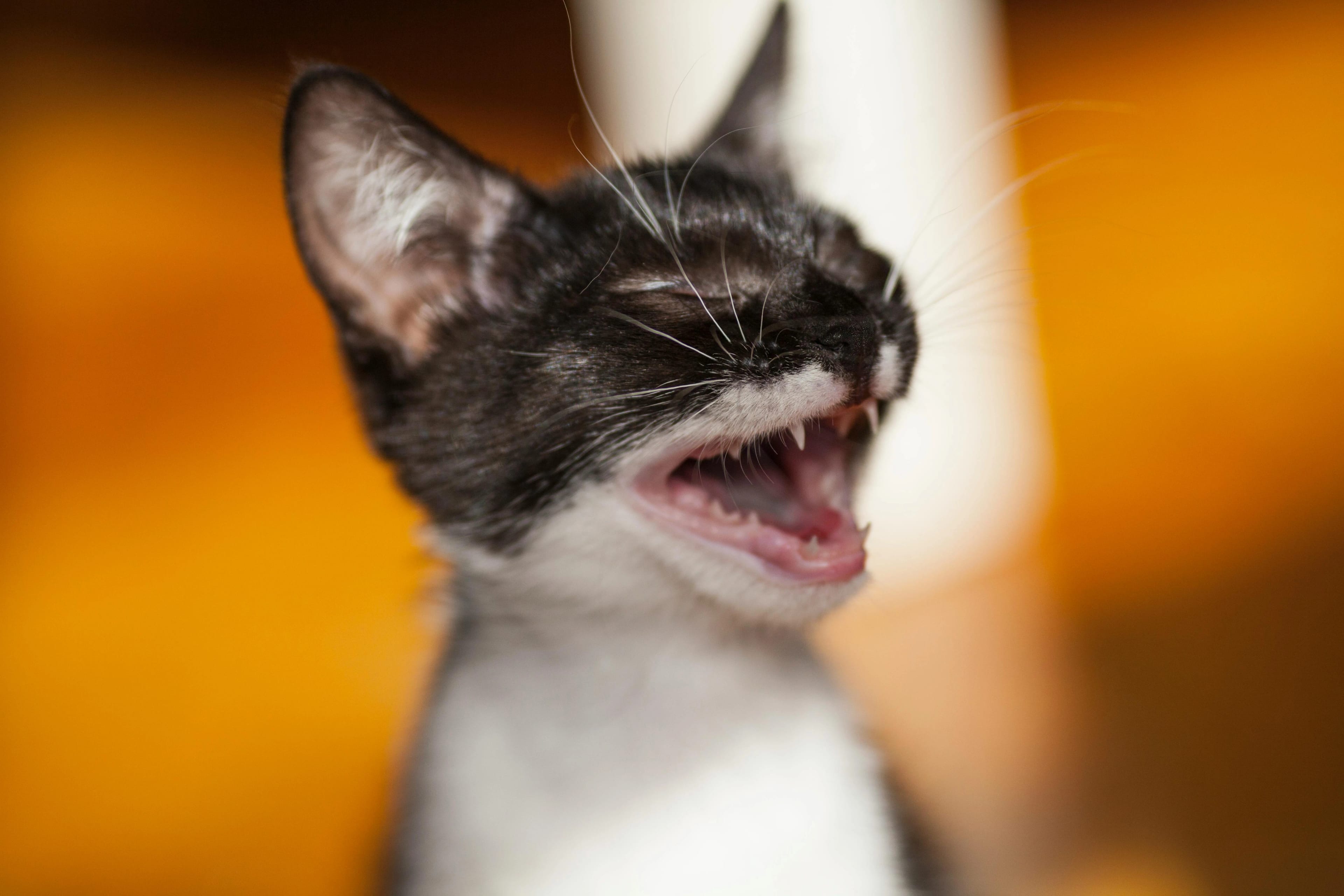Cat meow soundboard