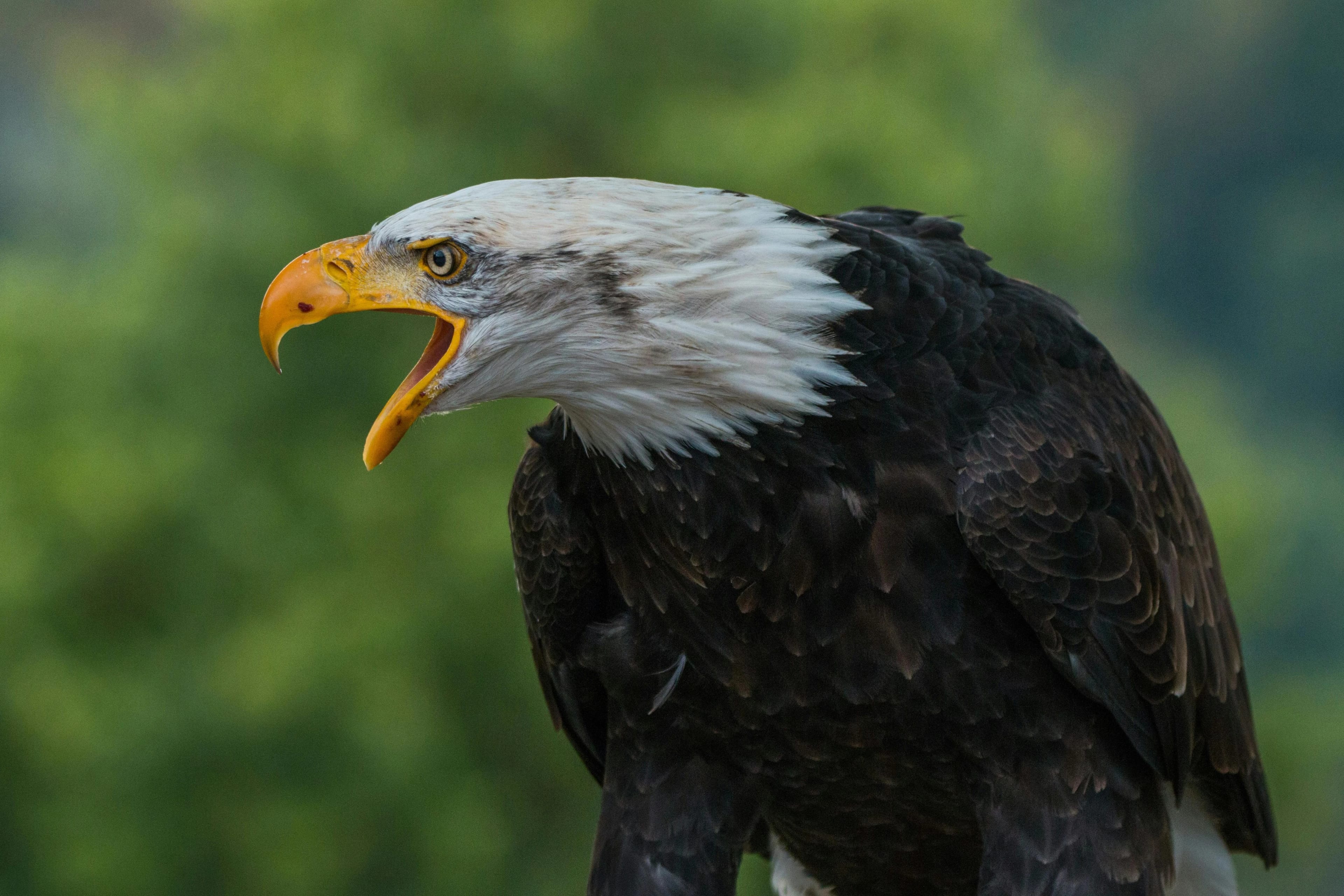 Eagle Soundboard
