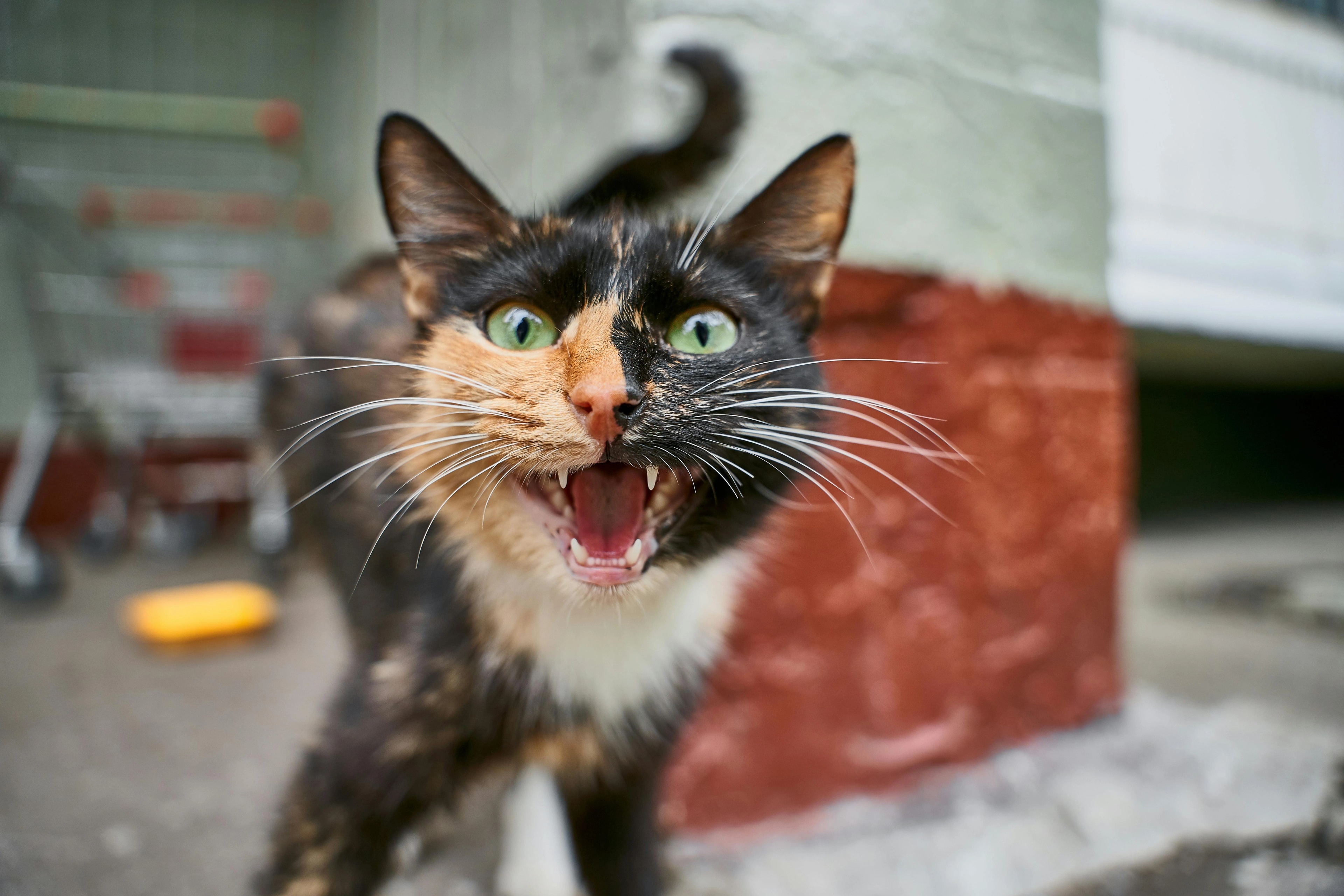 Kitten meow soundboard