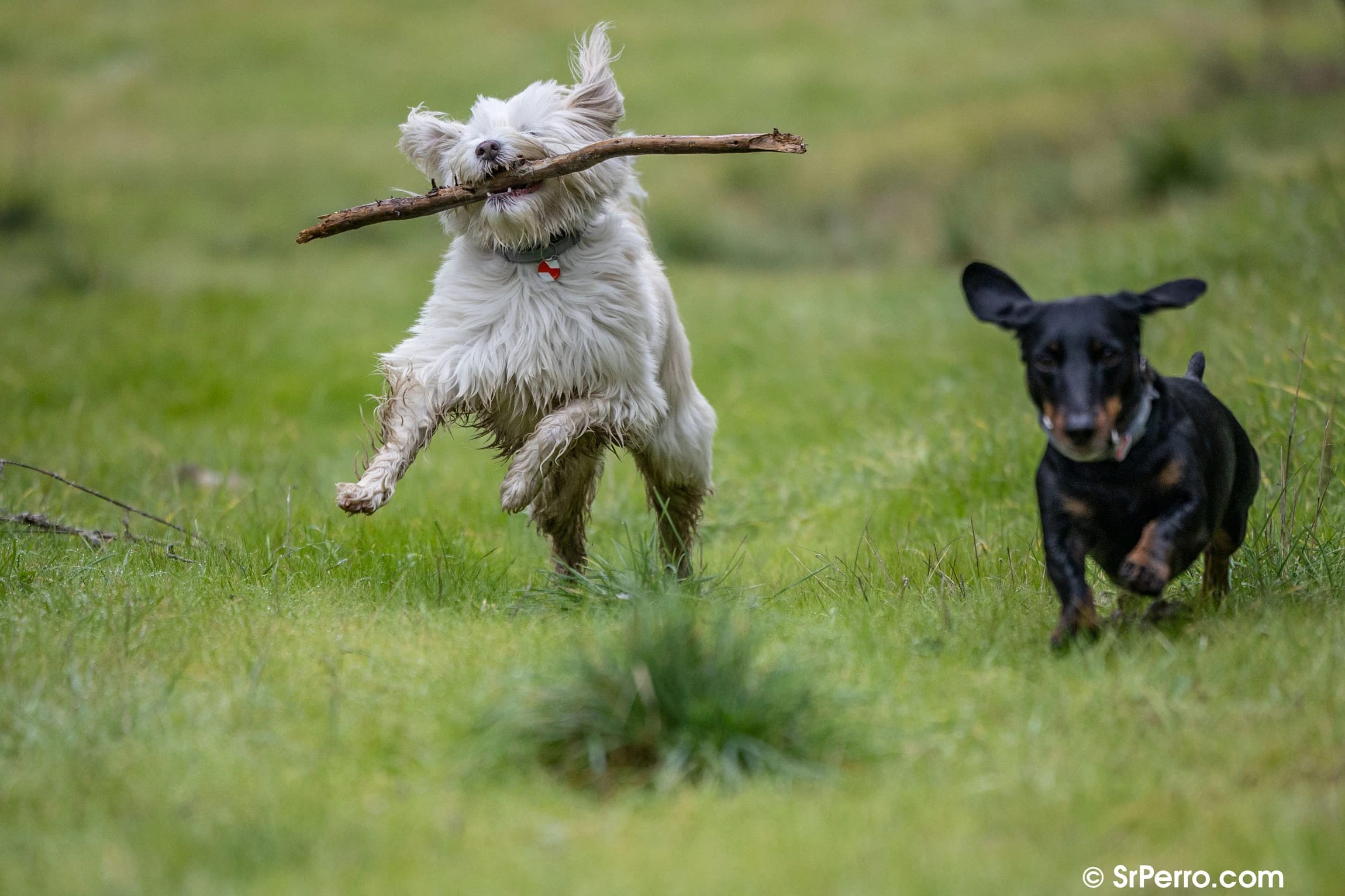 Two small dogs running, the white one is jumping up to catch a stick in his mouth