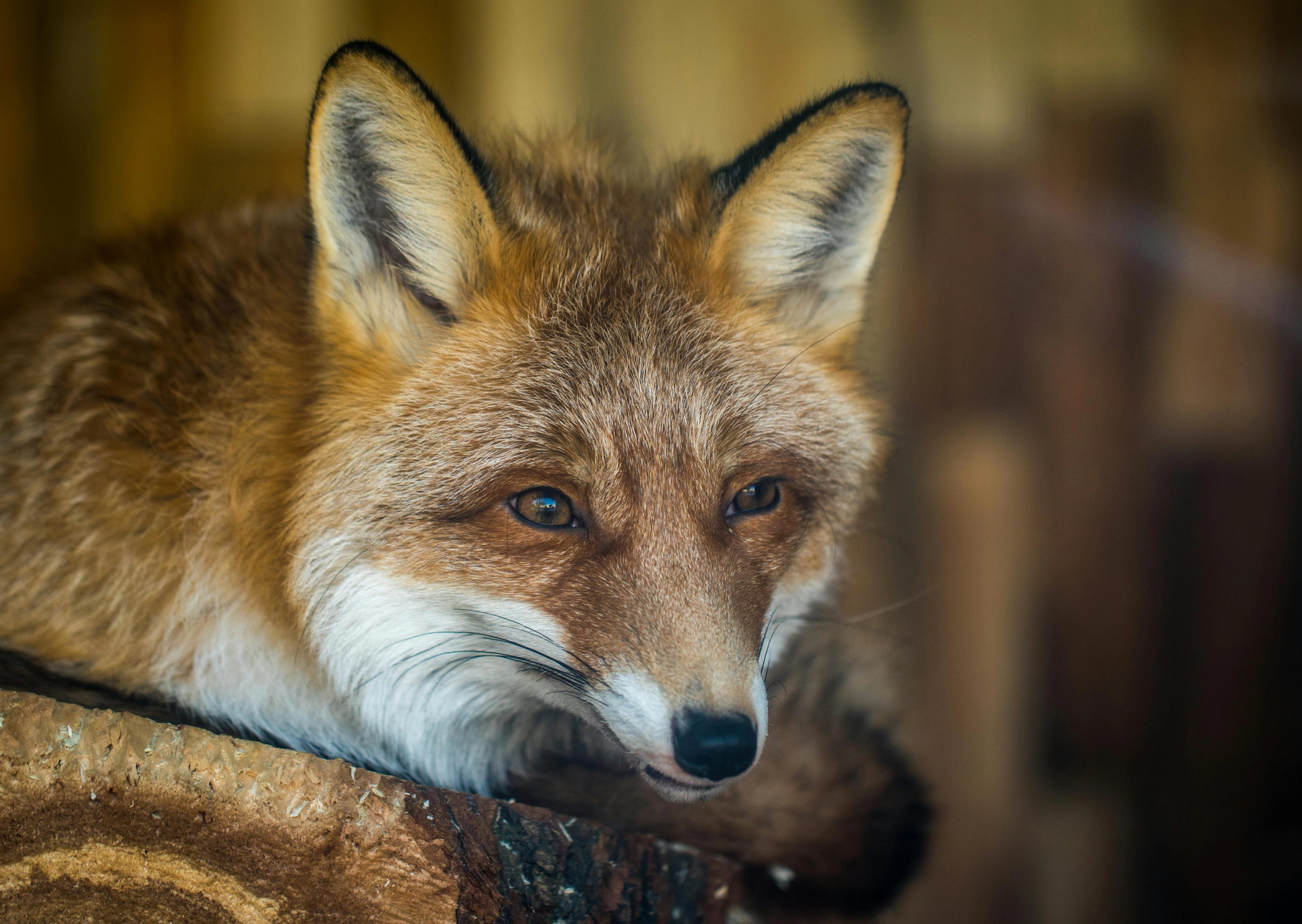 Fox soundboard